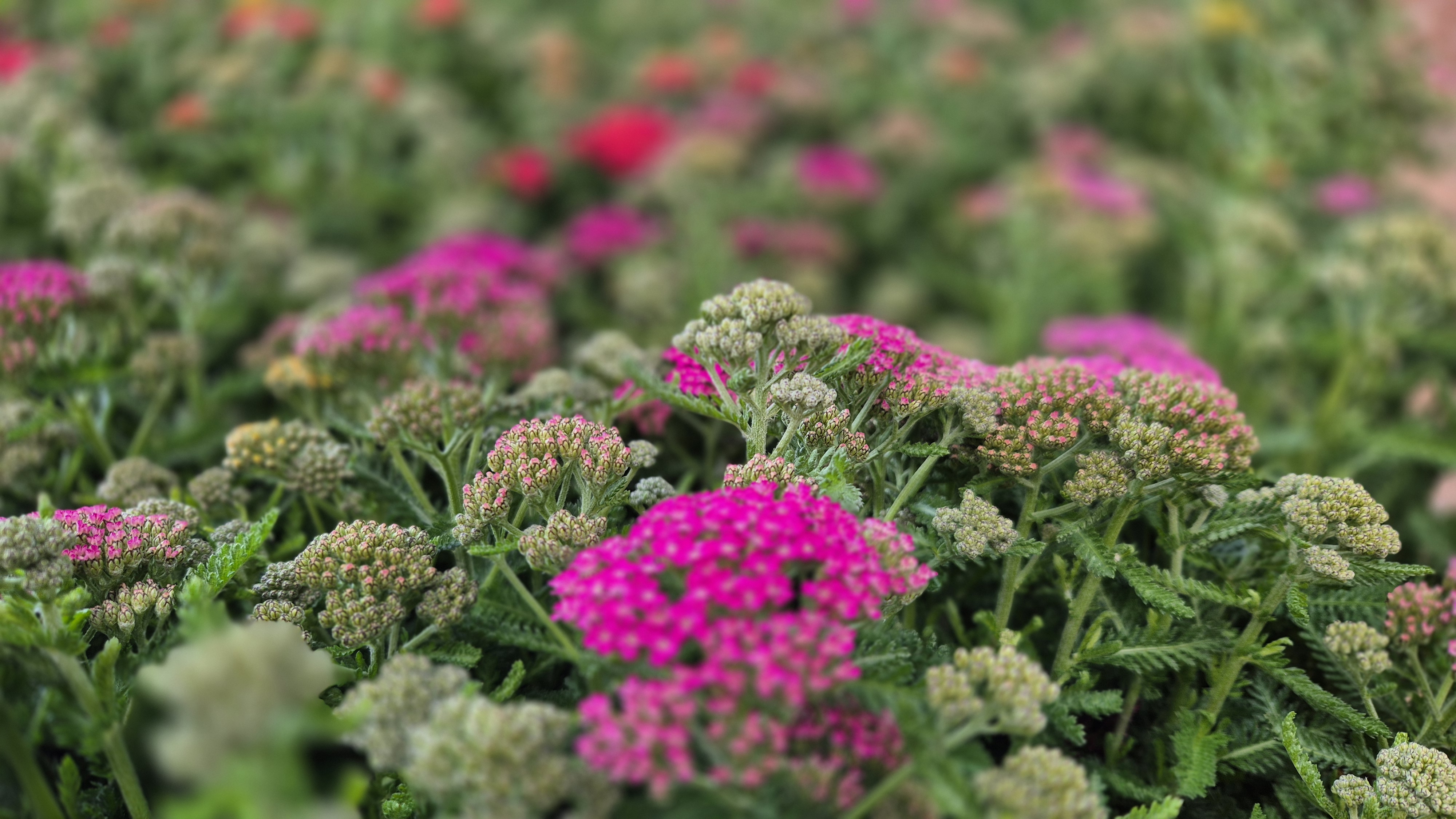 achillea.jpg