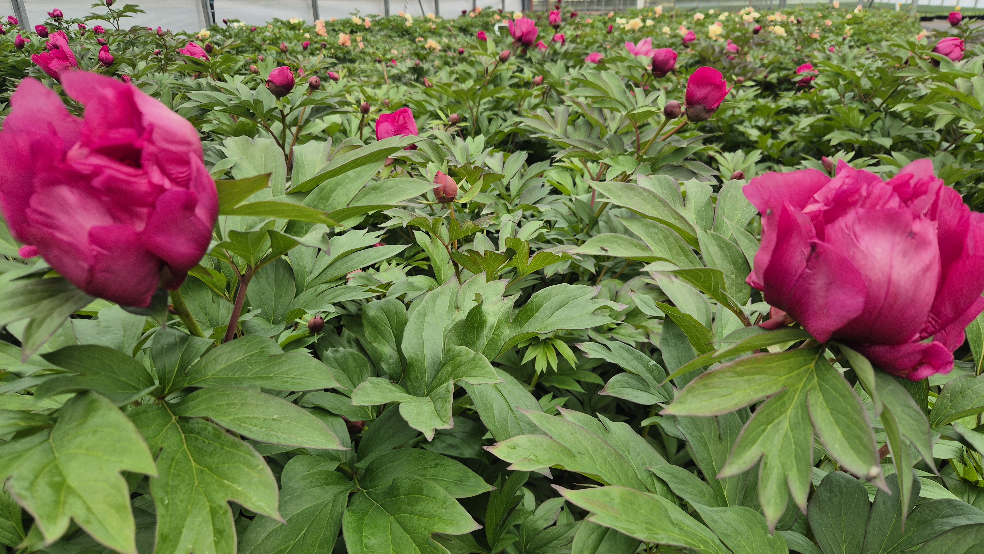 paeonia21.jpg