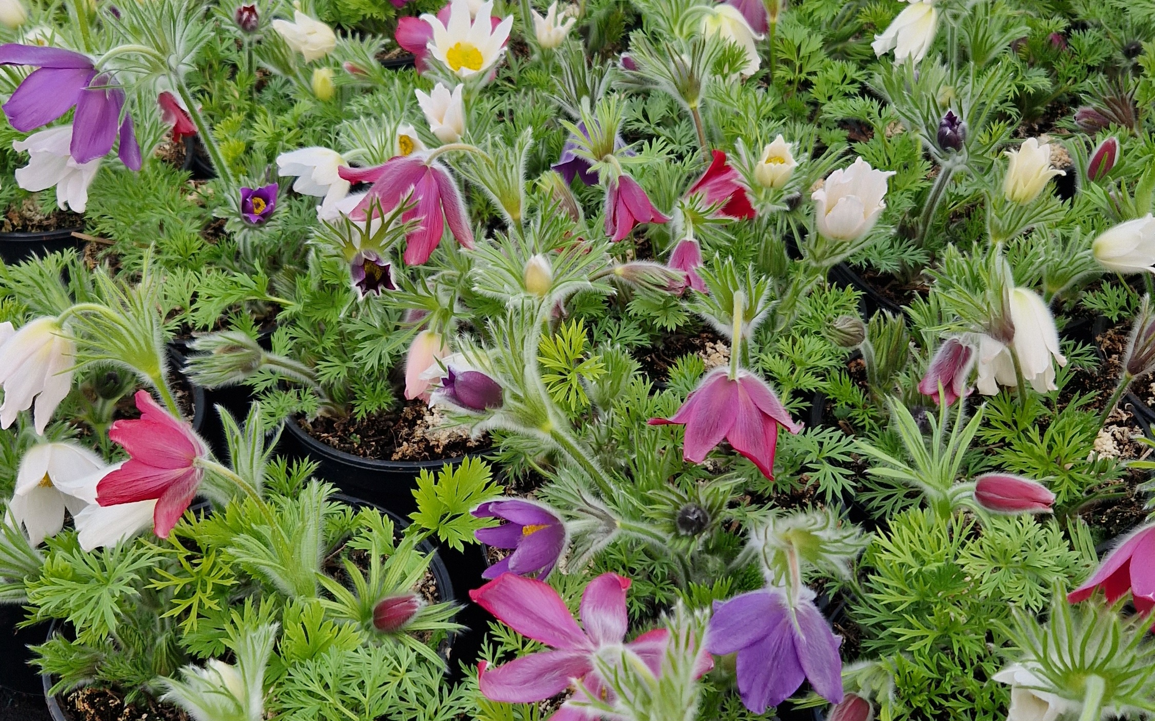 pulsatilla.jpg