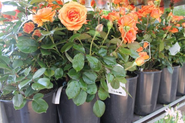 Containerrosen-Wortmeyer.jpg